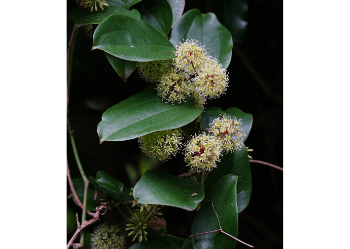 サツマサンキライ