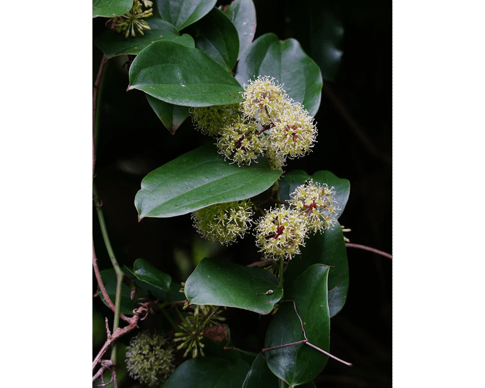 Smilax bracteata var. bracteata