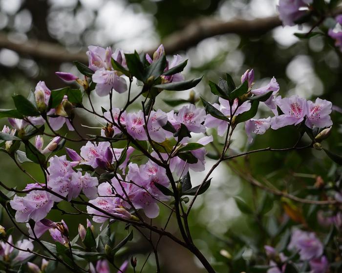 Rhododendron tashiroi