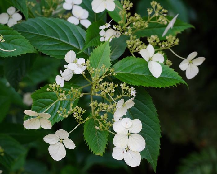 Hydrangea kawagoeana var. kawagoeana