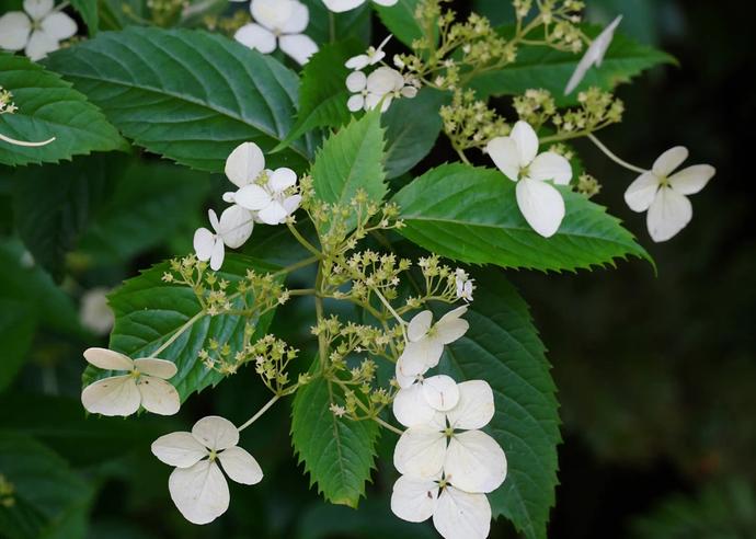 トカラアジサイ