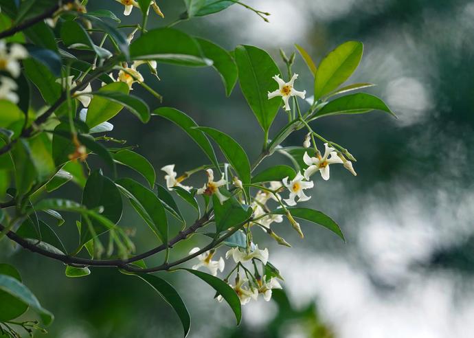 オキナワテイカカズラ