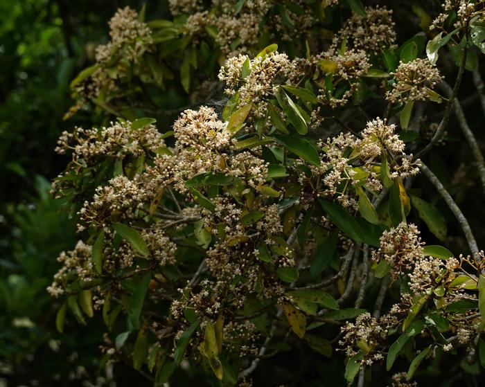 Ardisia sieboldii