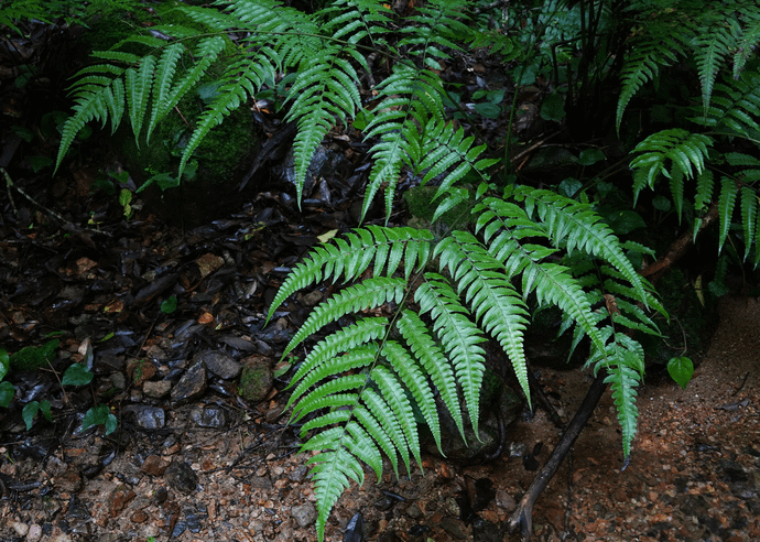 ヒロハノコギリシダ