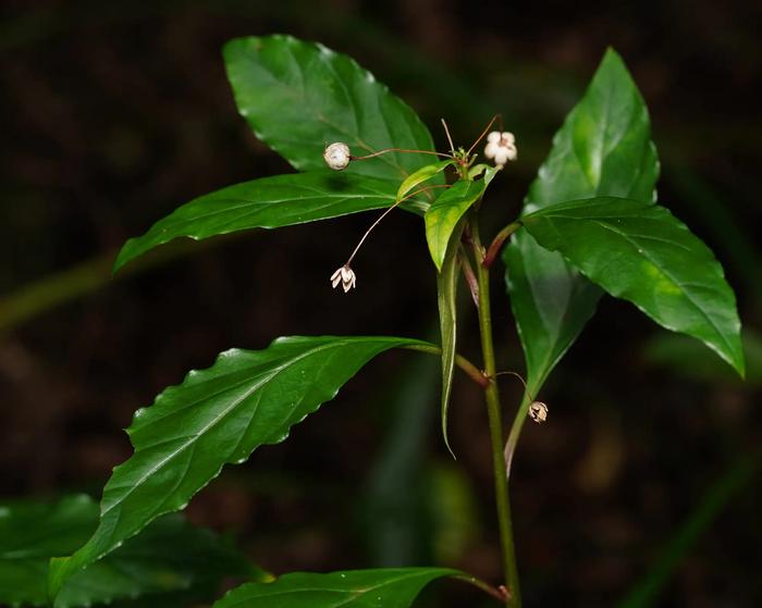 Lysimachia sikokiana