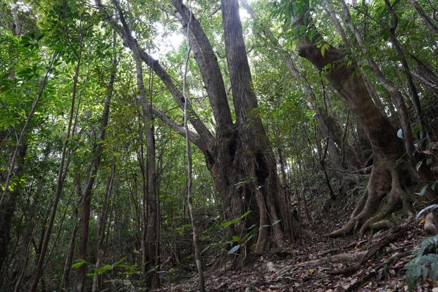 Tokunoshima: B: Forest along the mountain ridge - B2: Deep forest