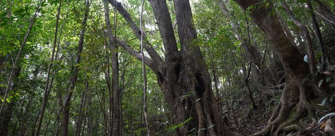 Tokunoshima B:Forest along the mountain ridge - B2:Deep forest