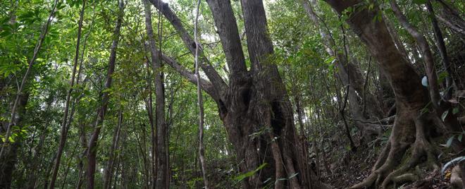 Tokunoshima B:Forest along the mountain ridge - B2:Deep forest