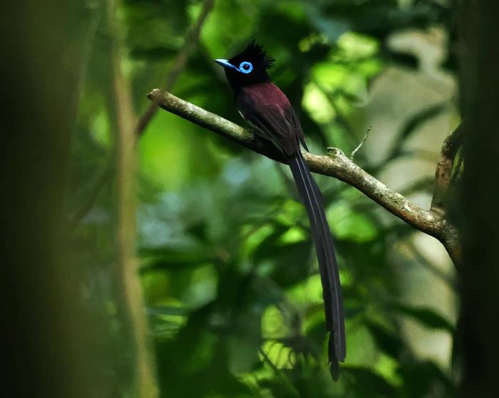 Japanese paradise flycatcher