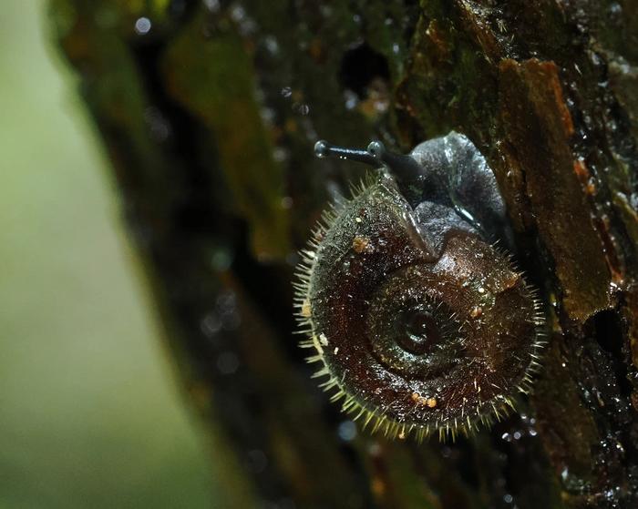 Moellendorffia tokunoensis