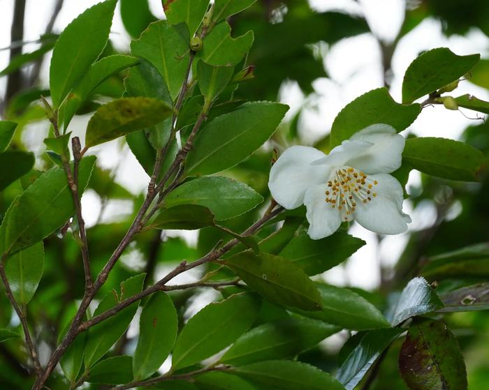 Camellia lutchuensis