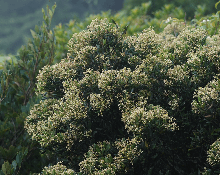 Cinnamomum doederleinii