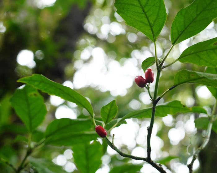 A variety of Japanese laurel