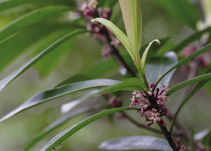 タイミンタチバナ