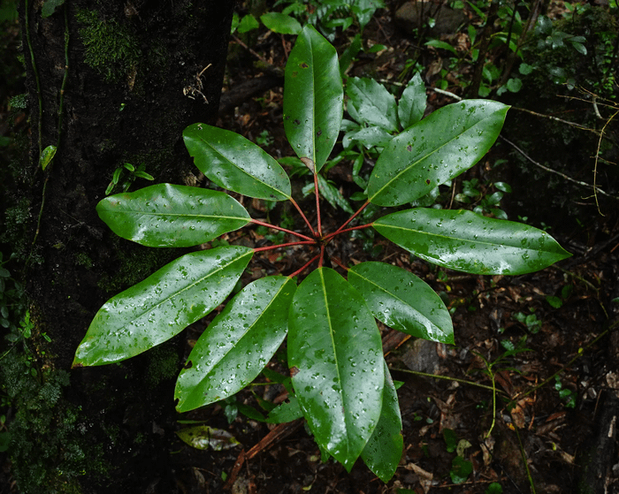 Daphniphyllum macropodum subsp. macropodum