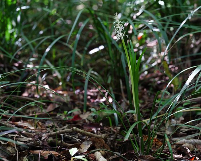 Ophiopogon jaburan