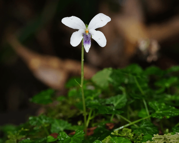 Viola iwagawae