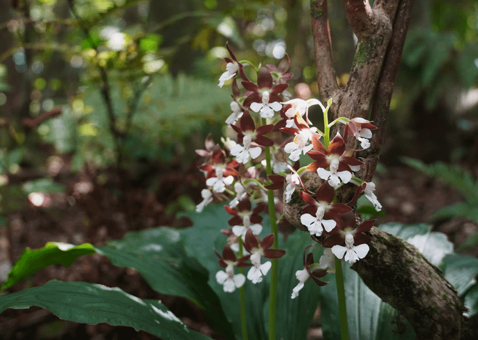 トクノシマエビネ