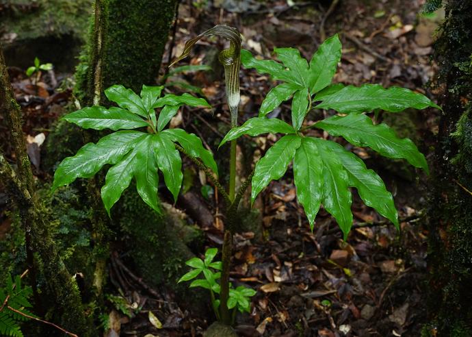 トクノシマテンナンショウ
