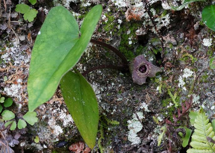 トクノシマカンアオイ
