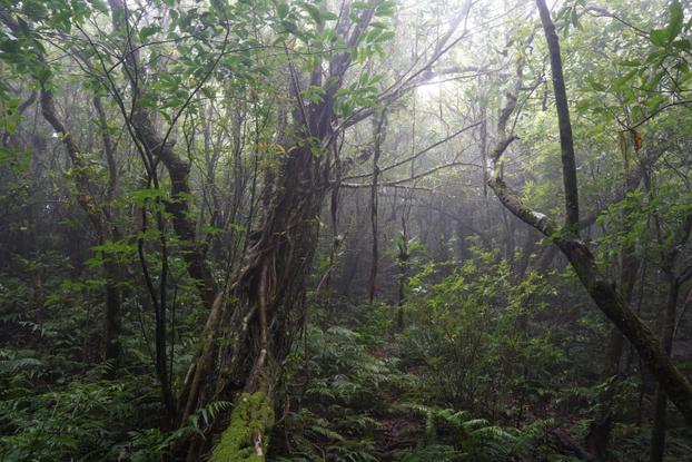 Tokunoshima: B: Forest along the mountain ridge - B3: Forest near the mountain peak