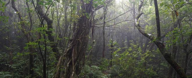 Tokunoshima B:Forest along the mountain ridge - B3:Forest near the mountain peak