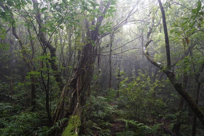 Animals and Plants Thriving in the ‘Forest near the Mountain Peak’ along the Mountain Ridge