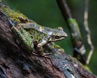 Amami tip-nosed frog