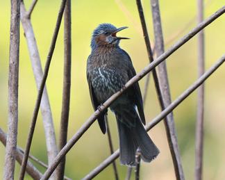 Brown-eared bulbul