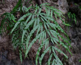 Pteris formosana