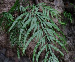 タイワンアマクサシダ