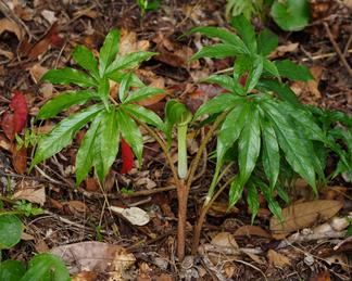 Arisaema heterocephalum subsp. majus