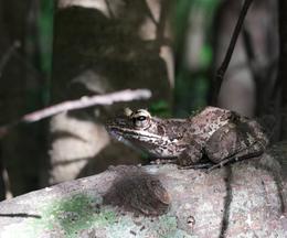 アマミハナサキガエル