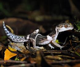 オビトカゲモドキ