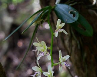 Sedirea japonica