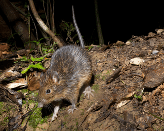 Tokunoshima spiny rat