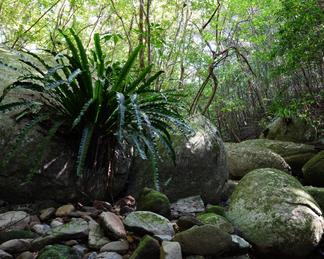 シマオオタニワタリ