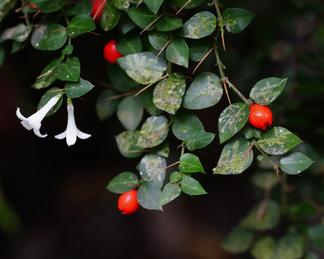 Damnacanthus indicus var. microphyllus