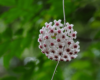 Porcelainflower