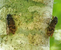 リュウキュウアブラゼミ