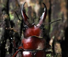 トクノシマノコギリクワガタ