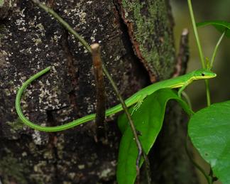 Green grass lizard