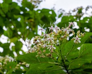 Clerodendrum trichotomum var. fargesii