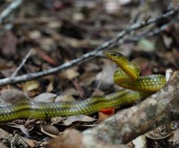 リュウキュウアオヘビ