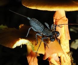 アマミサソリモドキ