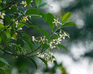 A variety of Asiatic jasmine