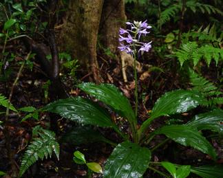 Calanthe masuca