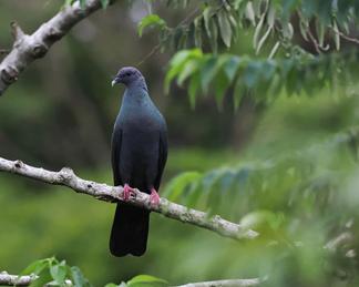 Japanese wood pigeon