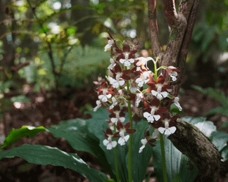 Calanthe tokunoshimensis