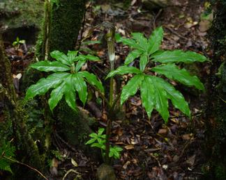 Arisaema kawashimae